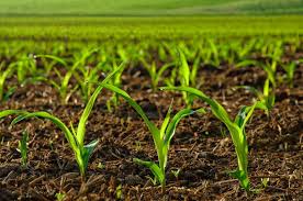 Organic Fertilizers